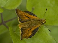 Ochlodes sylvanus 128, Groot dikkopje, male Saxifraga-Marijke Verhagen