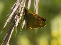 Ochlodes sylvanus 13, Groot dikkopje, male, Saxifraga-Jan van der Straaten