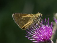 Ochlodes sylvanus 132, Groot dikkopje, Saxifraga-Willem van Kruijsbergen