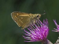 Ochlodes sylvanus 133, Groot dikkopje, Saxifraga-Willem van Kruijsbergen