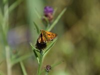 Ochlodes sylvanus 136, Groot dikkopje, Saxifraga-Luuk Vermeer