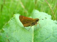 Ochlodes sylvanus 14, Groot dikkopje, male, Vlinderstichting-Henk Bosma