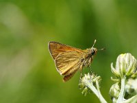 Ochlodes sylvanus 142, Groot dikkopje, Saxifraga-Joep Steur