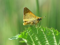 Ochlodes sylvanus 15, Groot dikkopje, male, Vlinderstichting-Henk Bosma