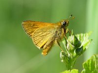 Ochlodes sylvanus 16, Groot dikkopje, male, Vlinderstichting-Henk Bosma