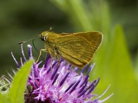 Ochlodes sylvanus 17, Groot dikkopje, male, Saxifraga-Jan van der straaten