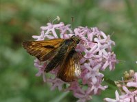 Ochlodes sylvanus 18, Groot dikkopje, male, Saxifraga-Jan van der Straaten