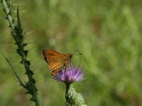 Ochlodes sylvanus 23, Groot dikkopje, Vlinderstichting-Kars Veling