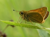 Ochlodes sylvanus 24, Groot dikkopje, Saxifraga-Hans Dekker