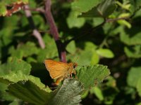 Ochlodes sylvanus 25, Groot dikkopje, Vlinderstichting-Kars Veling