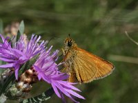 Ochlodes sylvanus 26, Groot dikkopje, Vlinderstichting-Kars Veling