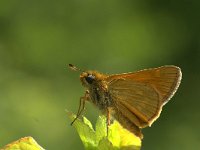 Ochlodes sylvanus 27, Groot dikkopje, Vlinderstichting-Kars Veling