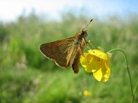 Ochlodes sylvanus 33, Groot dikkopje, Saxifraga-Arthur van Dijk