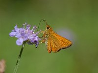 Ochlodes sylvanus 35, Groot dikkopje, Saxifraga-Arthur van Dijk