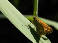 Ochlodes sylvanus 37, Groot dikkopje, Saxifraga-Jan van der Straaten