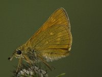 Ochlodes sylvanus 51, Groot dikkopje, Saxifraga-Jan van der Straaten