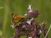 Ochlodes sylvanus 52, Groot dikkopje, Saxifraga-Jan van der Straaten