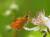 Ochlodes sylvanus 53, Groot dikkopje, Saxifraga-Rudmer Zwerver