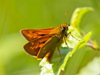 Groot dikkopje  Groot dikkopje zit te rusten op een plant : Groot dikkopje, Ochlodes, Ochlodes sylvanus, biotoop, close up, dier, dikkopje, fauna, groen, insect, macro, natuur, natuurlijk, natuurlijke, oranje, vlinder