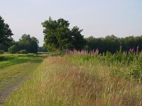 Ochlodes sylvanus 6, Groot dikkopje, habitat, Vlinderstichting-Henk Bosma