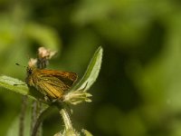 Ochlodes sylvanus 60, Groot dikkopje, Saxifraga-Jan van der Straaten