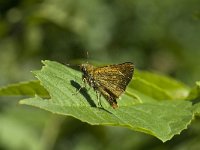 Ochlodes sylvanus 63, Groot dikkopje, Saxifraga-Willem van Kruijsbergen