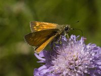 Ochlodes sylvanus 67, Groot dikkopje, Saxifraga-Willem van Kruijsbergen