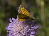 Ochlodes sylvanus 68, Groot dikkopje, Saxifraga-Willem van Kruijsbergen