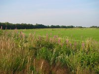 Ochlodes sylvanus 7, Groot dikkopje, habitat, Vlinderstichting-Henk Bosma