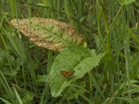 Ochlodes sylvanus 72, Groot dikkopje, Saxifraga-Jan van der Straaten