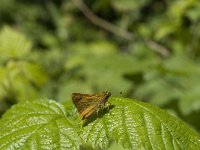 Ochlodes sylvanus 78, Groot dikkopje, Saxifraga-Jan van der Straaten