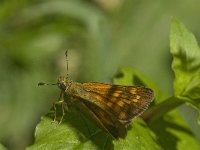 Ochlodes sylvanus 8, Groot dikkopje, Saxifraga-Jan van der Straaten