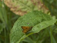 Ochlodes sylvanus 81, Groot dikkopje, Saxifraga-Jan van der Straaten