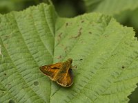 Ochlodes sylvanus 85, Groot dikkopje, Saxifraga-Jan van der Straaten