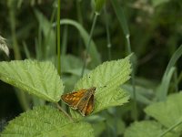 Ochlodes sylvanus 89, Groot dikkopje, Saxifraga-Jan van der Straaten