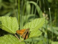 Ochlodes sylvanus 91, Groot dikkopje, Saxifraga-Jan van der Straaten