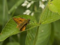 Ochlodes sylvanus 93, Groot dikkopje, Saxifraga-Jan van der Straaten