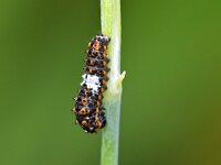 Papilio machaon 108, Koninginnenpage, Saxifraga-Tom Heijnen
