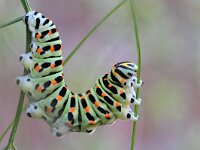 Papilio machaon 113, Koninginnenpage, Saxifraga-Tom Heijnen
