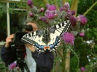 Papilio machaon 15, Koninginnenpage, Vlinderstichting-Kars Veling