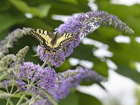 Papilio machaon 18, Koninginnenpage, Saxifraga-Tom Heijnen