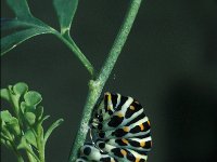 Papilio machaon 2, Koninginnenpage, Vlinderstichting-Nely Honig