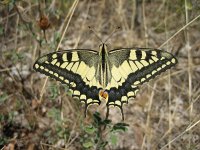 Papilio machaon 30, Koninginnenpage, Saxifraga-Arthur van Dijk