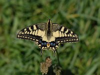 Papilio machaon 31, Koninginnenpage, Saxifraga-Arthur van Dijk