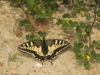 Papilio machaon 47, Koninginnenpage, Saxifraga-Jan van der Straaten