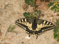 Papilio machaon 48, Koninginnenpage, Saxifraga-Willem van Kruijsbergen