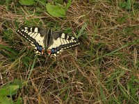 Papilio machaon 49, Koninginnenpage, Saxifraga-Harry van Oosterhout