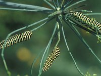 Papilio machaon 5, Koninginnenpage, Vlinderstichting-Wim Rubers