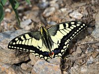 Papilio machaon 55, Koninginnenpage, Saxifraga-Bart Vastenhouw