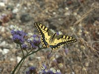 Papilio machaon 56, Koninginnenpage, Saxifraga-Theo Verstrael